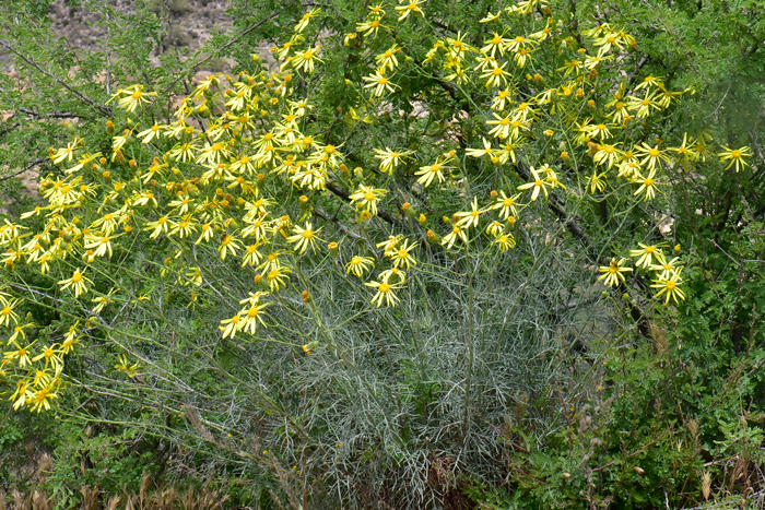 Smooth Threadleaf Ragwort is a native perennial found in the southwest United States in the upper and lower deserts in open areas, mesas, slopes, canyons, dry washes and sandy or rocky sites. Senecio flaccidus var. monoensis 